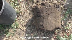 Посадка Фисташки настоящей \ Pistаcia vеra. Краснодарский край.