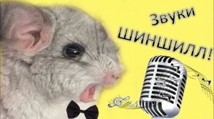 Звуки ШИНШИЛЛ! Что они означают?