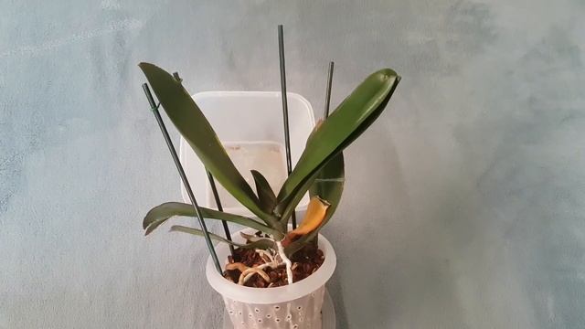Орхидеи, ФУНДАЗОЛ - и что случилось с Семь Сорок смотреть онлайн