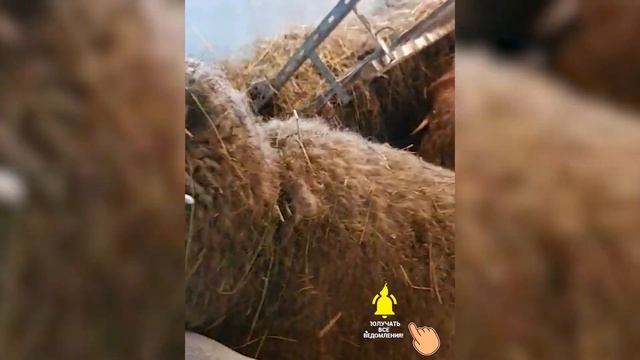 Молочные овцы Остфризской породы! Племенные Восточно-фризские овцы! Овцеводство в России! смотреть онлайн