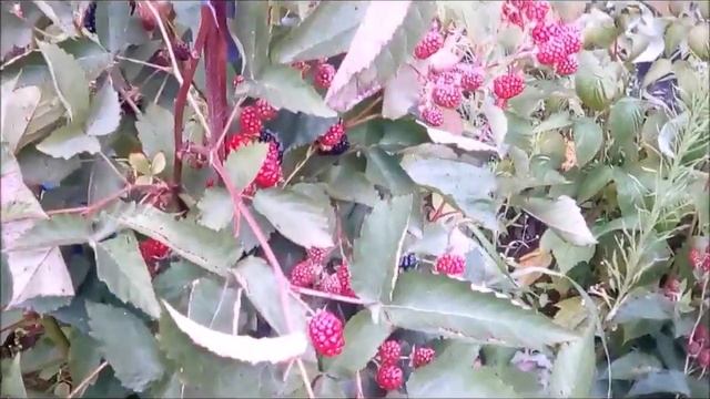 Ежевика Гай 18 июля продолжается плодоношение смотреть онлайн