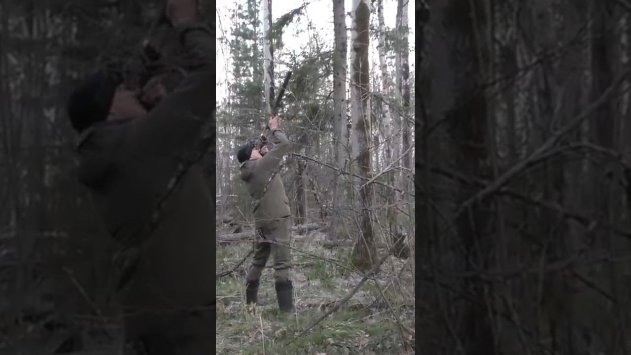 Глухарь на току! Какой подход… #shorts #охота #охотанаглухаря смотреть онлайн