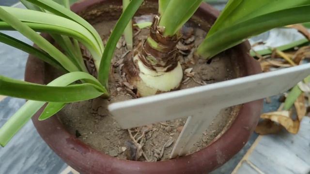 Amaryllis Winter Care смотреть онлайн