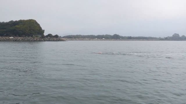 September 5, 2021 Odyssey Berkeley Swim - Open Water Swimming смотреть онлайн