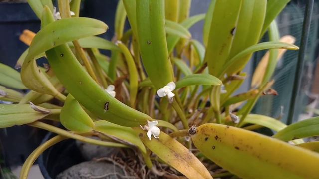 Cadetia taylori Miniature Orchid Papua смотреть онлайн