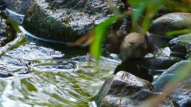 Музыка лечит сердце и сосуды Изысканная музыка успокаивает нервную систему, успокаивает душу