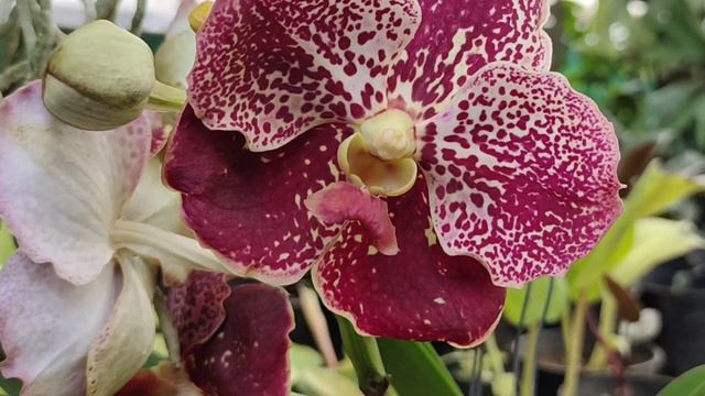 വളരെ മനോഹരമായ പൂക്കൾ കാണാൻ care മനസിലാക്കാൻ #BASKETVANDA care#ORCHIDCARE ("episode 1)not a #salepos смотреть онлайн