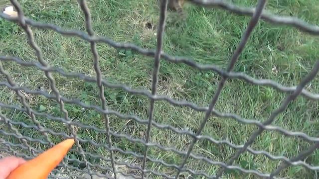 НОСУХА СОНЯ сбежала ИЗ КЛЕТКИ и УБЕГАЕТ от нас / парк львов "Тайган" смотреть онлайн