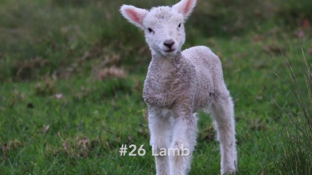 Guess The Sound Quiz | 50 Sounds To Guess