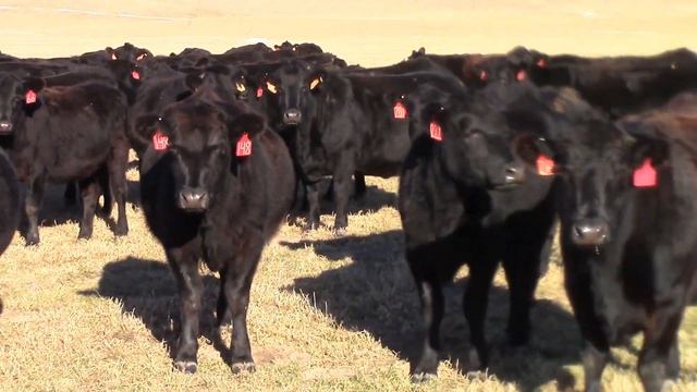 Travis & Melody Hansen смотреть онлайн