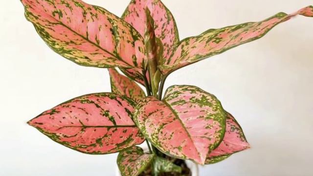 30 Attractive varieties of Aglaonema || trending indoor plant || mannat terrace garden смотреть онлайн