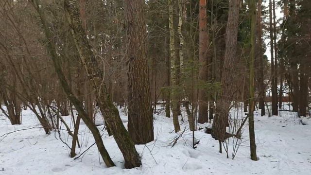 Бег или лыжи? смотреть онлайн