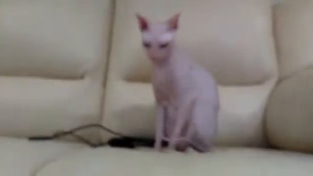 Мой чудо котик донской сфинкс смотреть онлайн