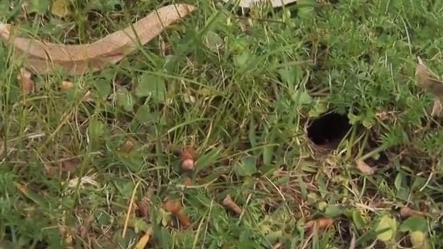 Первая помощь при укусах насекомых и змей смотреть онлайн