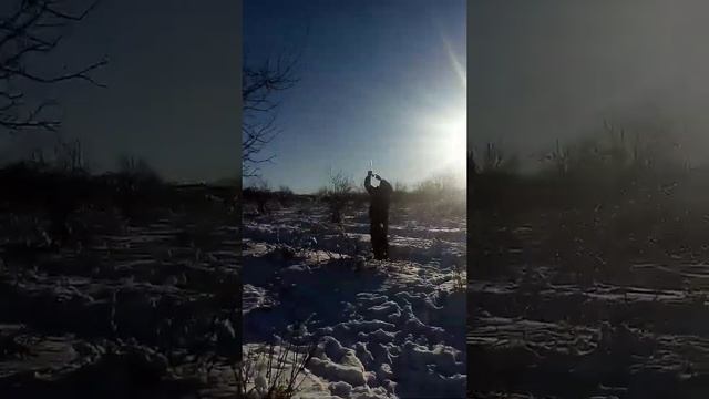 Ловля щегла. Как ловить щеглов. Попытка 2. смотреть онлайн