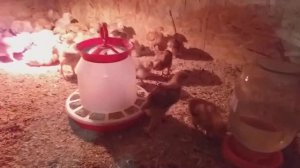 Содержание цыплят на опилках, наедятся?!