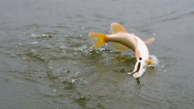 V Ежегодный Щучий Кубок 2017 смотреть онлайн