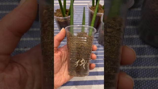 Цилиндрическая сансевиерия из Голландии, пересадка смотреть онлайн