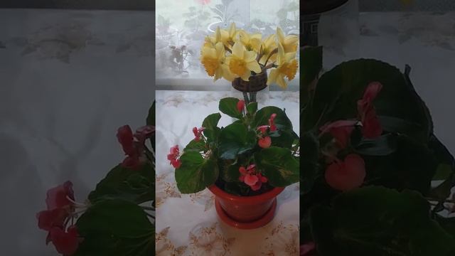 Бегония вечноцветущая Как долго и красиво цветёт смотреть онлайн