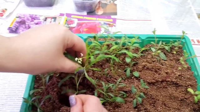 Наши шикарные растюхи 👍🌺🌺🌺 смотреть онлайн