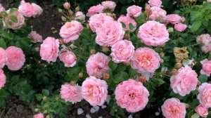 Датские розы.Inner Wheel Forever и I am Grateful