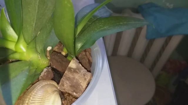 Орхидея Микки Голден Санд(трилипс).Какие новости у этой орхидеи?🍀 смотреть онлайн