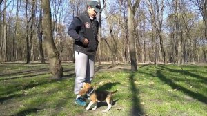 275. Начальная дрессировка щенка бигля