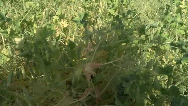 05.07.20. Горох, сорт Рокет (первый сев - состояние посева) смотреть онлайн