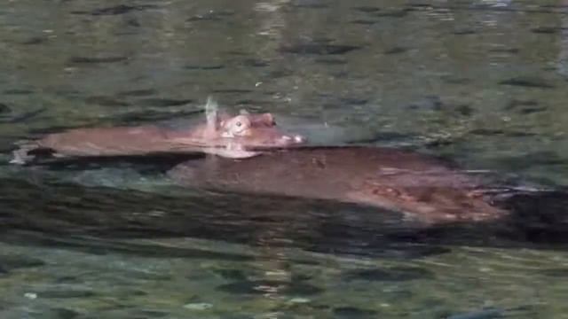 Рыбы чистят бегемота смотреть онлайн