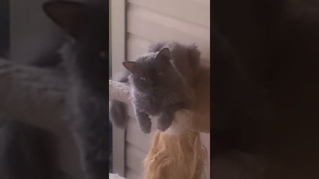 Selkirk rex for sale смотреть онлайн