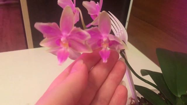 Pink bee орхидея orchid 蘭花 กล้วยไม้ смотреть онлайн