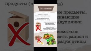 половое поведение у попугаев.