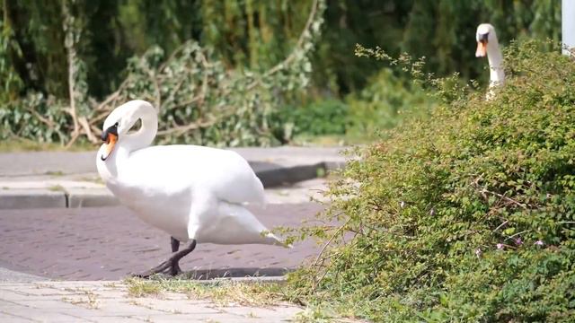 10 Most Dangerous Birds In The World смотреть онлайн