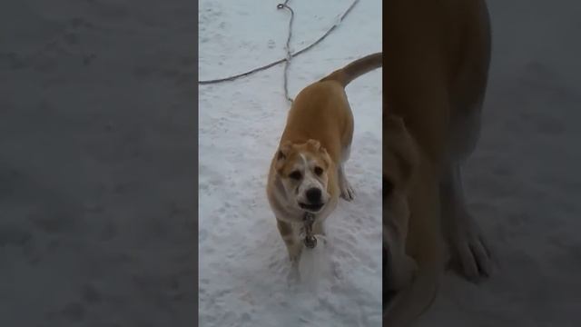 Наша красавица Нея (5 месяцев Алабай) смотреть онлайн