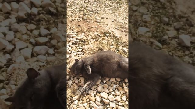 Дымка нежится на солнышке! Британская короткошёрстная, голубая кошечка! Гостиница для животных,Перм смотреть онлайн