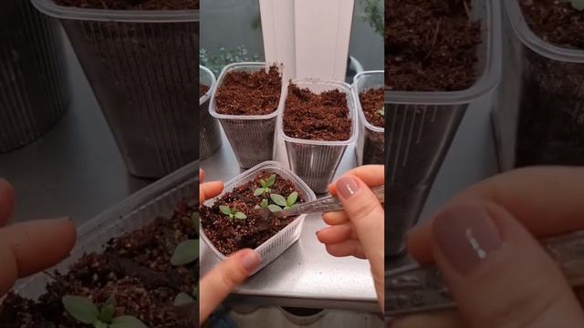 Пикировка эустомы на раз-два #комнатныецветы #эустома #цветы