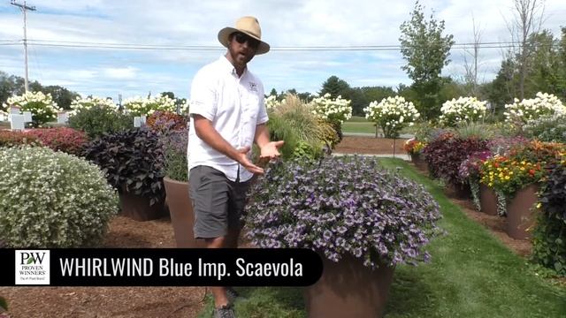 Dig Deep: WHIRLWIND Blue Scaevola смотреть онлайн