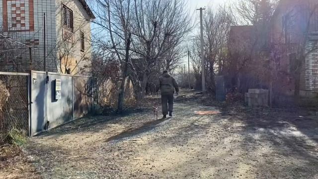 Бассенджи 3,5 месяцев Хард! Дрессировка! смотреть онлайн