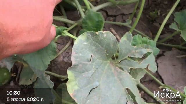 Дыня Анамакс F1 смотреть онлайн