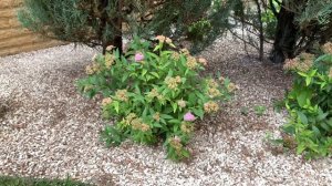 ОБРЕЗКА СПИРЕИ.  Стрижка спиреи японской после цветения.