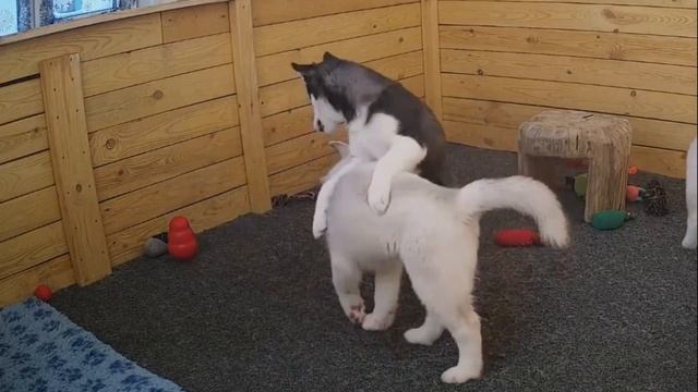 Самба от Иварики и Итона! смотреть онлайн