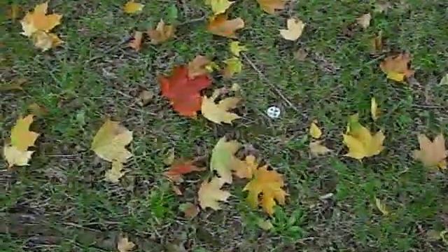 Кленовые листья смотреть онлайн