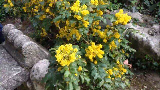 Mahonia Aquifolium - Kerti Mahónia