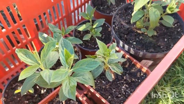 Что делать если замерзли цветы на даче