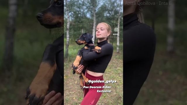 Зырянова Геля и Pax Deorum Zidan Exclusive (щенок добермана 2,5 месяца). смотреть онлайн