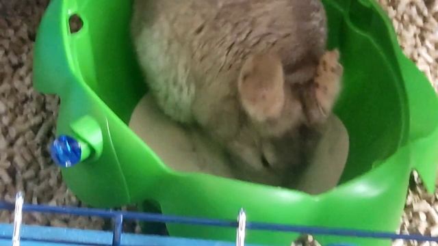 Родина шиншилл.?Белки- двоюродные родственники??Как купаются шиншиллы??❄️?️⛱️ смотреть онлайн