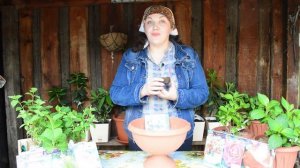 Как посадить бегонию по всем правилам! Клубневая ампельная бегония в домашних условиях