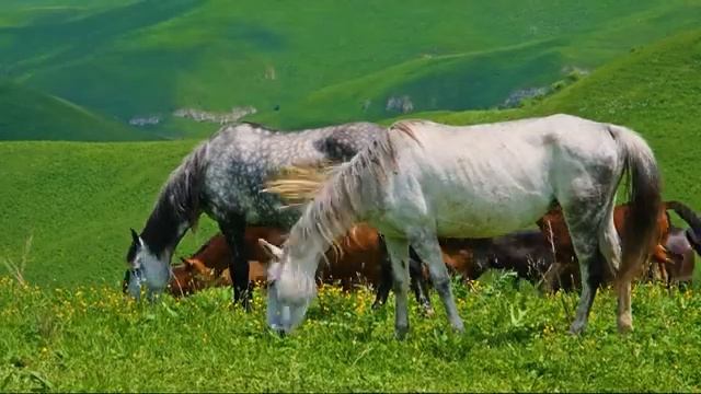 Успокаивающая музыка, успокаивающая нервную систему - лечебная музыка для сердца ? смотреть онлайн