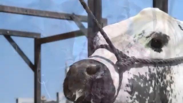 Fort Saskatchewan 4H Anniversary Video - 70 Years Strong!