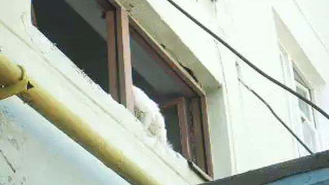 прикол с котом 2 он вернулся.AVI